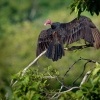 Kondor krocanovity - Cathartes aura - Turkey Vulture o2388